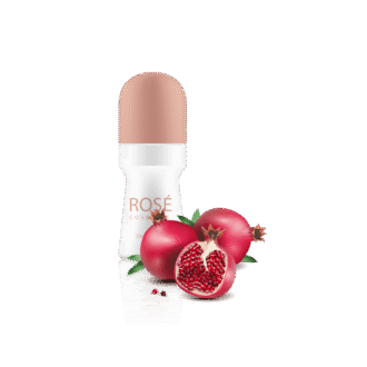 گلدان آپارتمانی فیکوس الاستیکا بلک